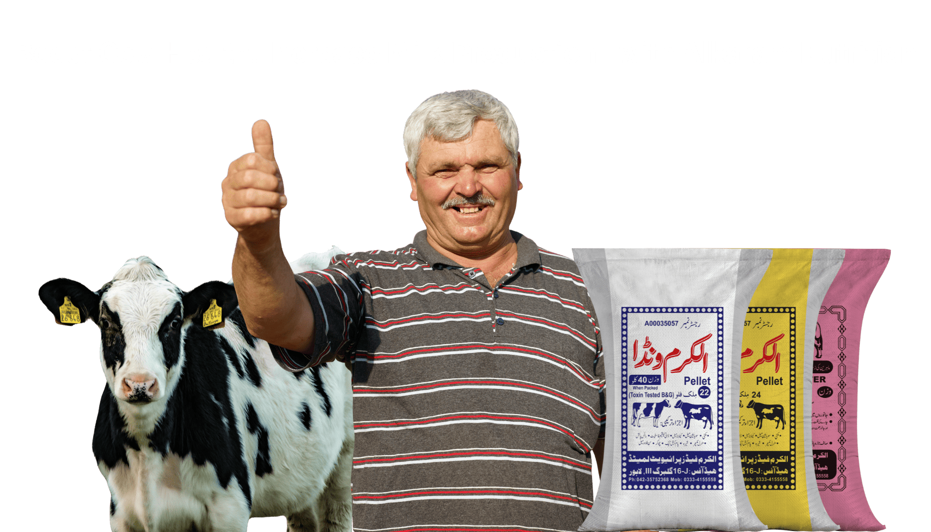 A smiling farmer giving a thumbs up next to a Holstein cow and three colorful bags of Alkaram Wanda cattle feed pellets. The header text reads, "Boost Cow Health. Increase Milk Production—with Alkaram Nutrition."